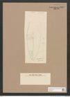 Navicula sp. (de-Toni-Nr.: Genus 1) Zeichnungen Sammlung Grunow Nr. 1357 (NHMW-BOT-W0368301)